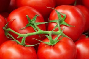 إصابة فيروسية وراء إنهيار محصول الطماطم وارتفاع أسعارها