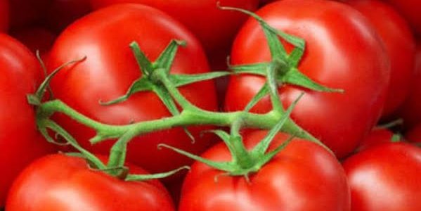 إصابة فيروسية وراء إنهيار محصول الطماطم وارتفاع أسعارها