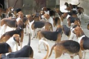 مذيع شهير يتبرع ب630 الف جنيه لأغلاق مزرعة لبيع لحوم الكلاب