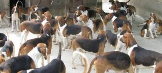 مذيع شهير يتبرع ب630 الف جنيه لأغلاق مزرعة لبيع لحوم الكلاب
